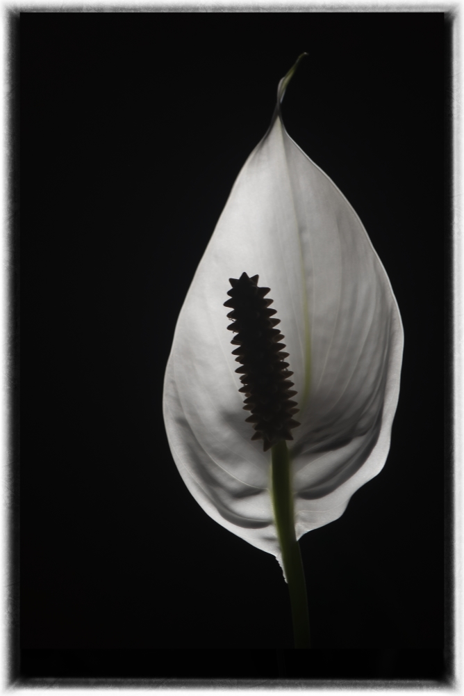 photo "Peace Lily" tags: misc., 