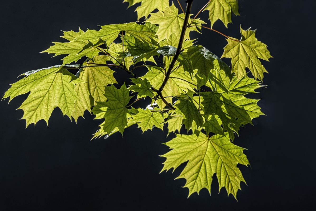 photo "Maple" tags: misc., 