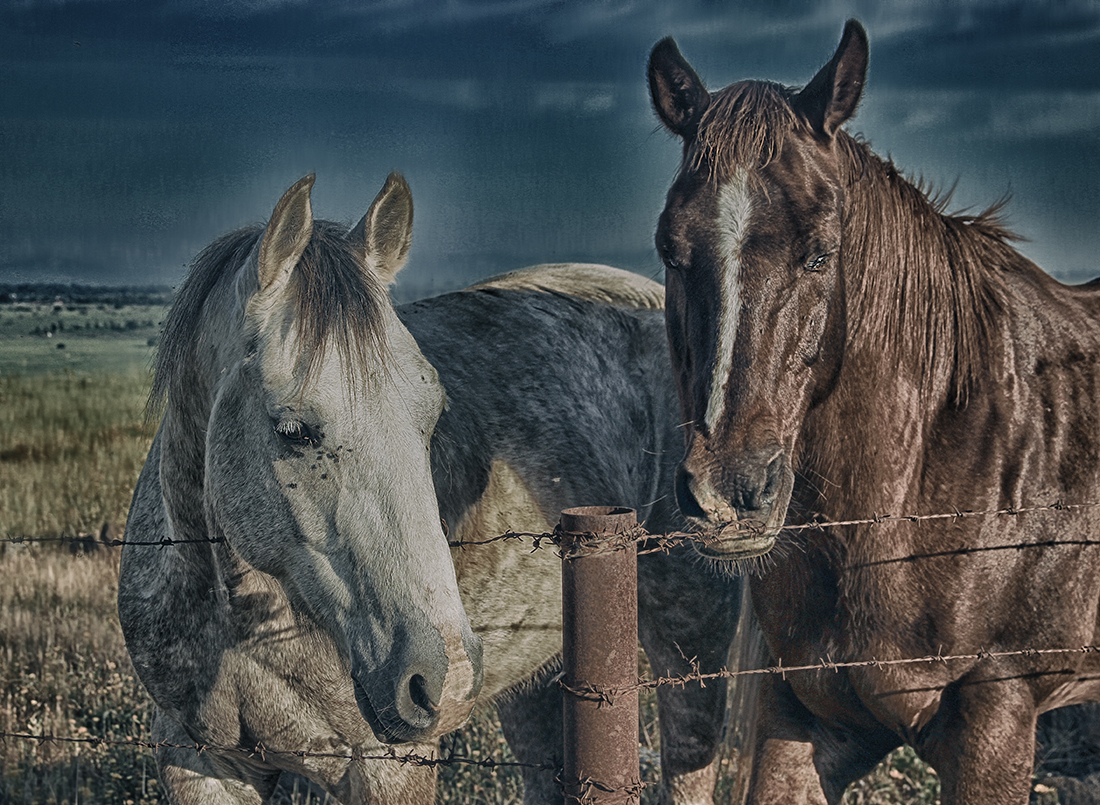 photo "The first two horses ..." tags: travel, portrait, nature, 
