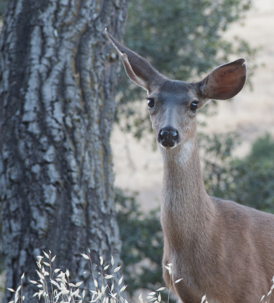 photo "Молодая Олень" tags: , deer, she