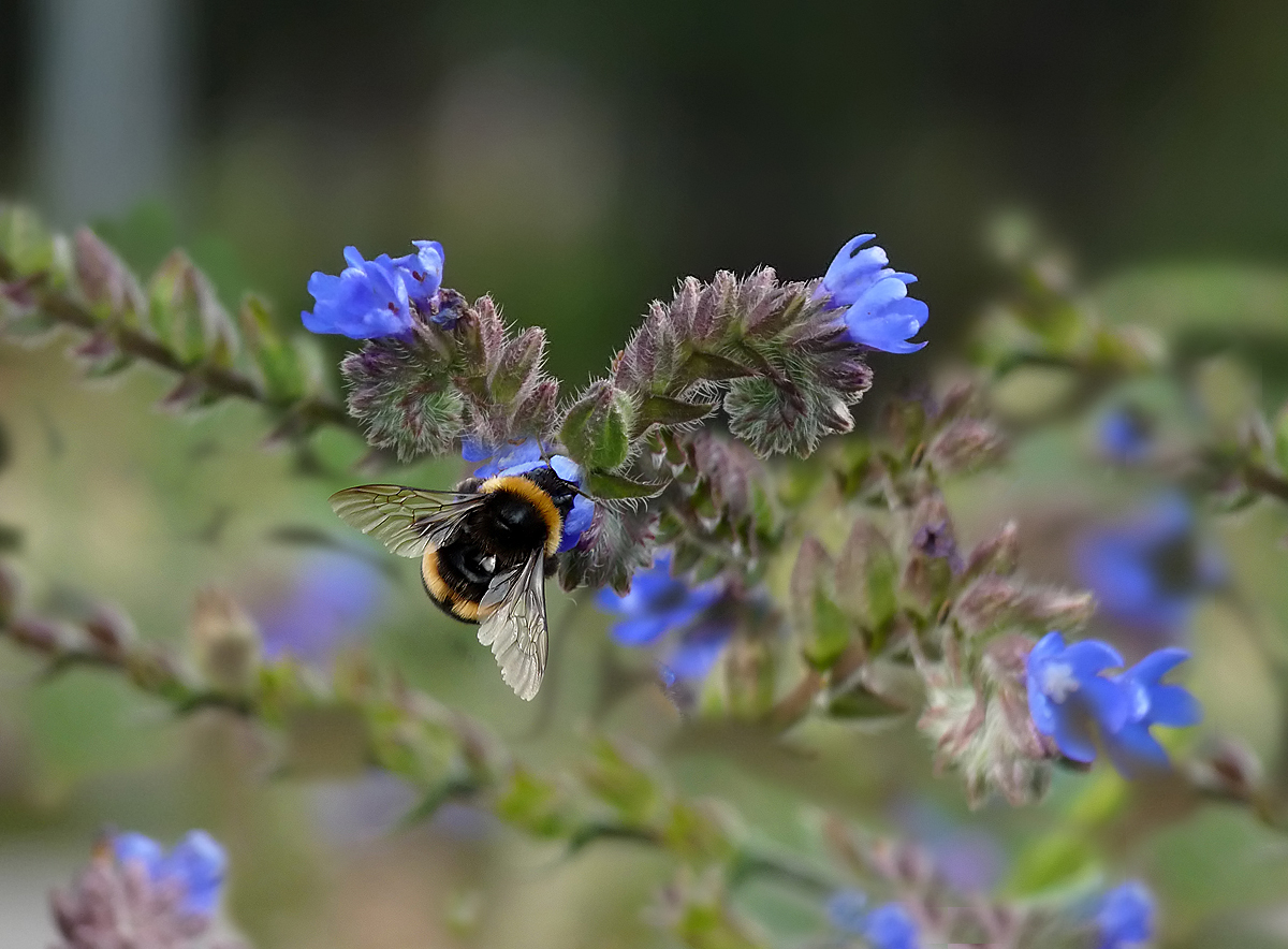 photo "***" tags: nature, flowers, insect