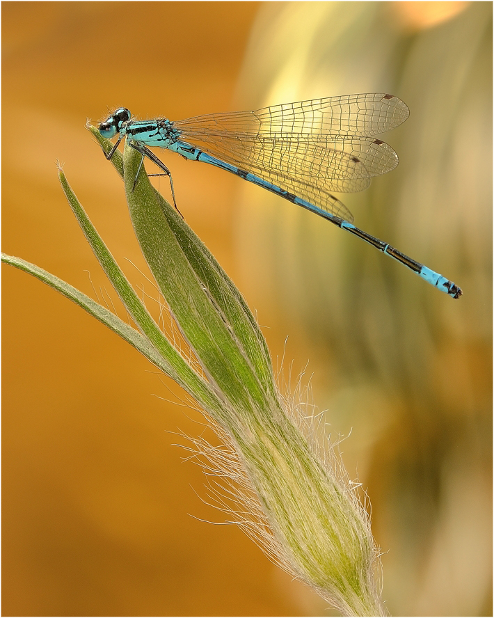 фото "Coenagrion pulchellum - Стрелка красивая" метки: макро и крупный план, 