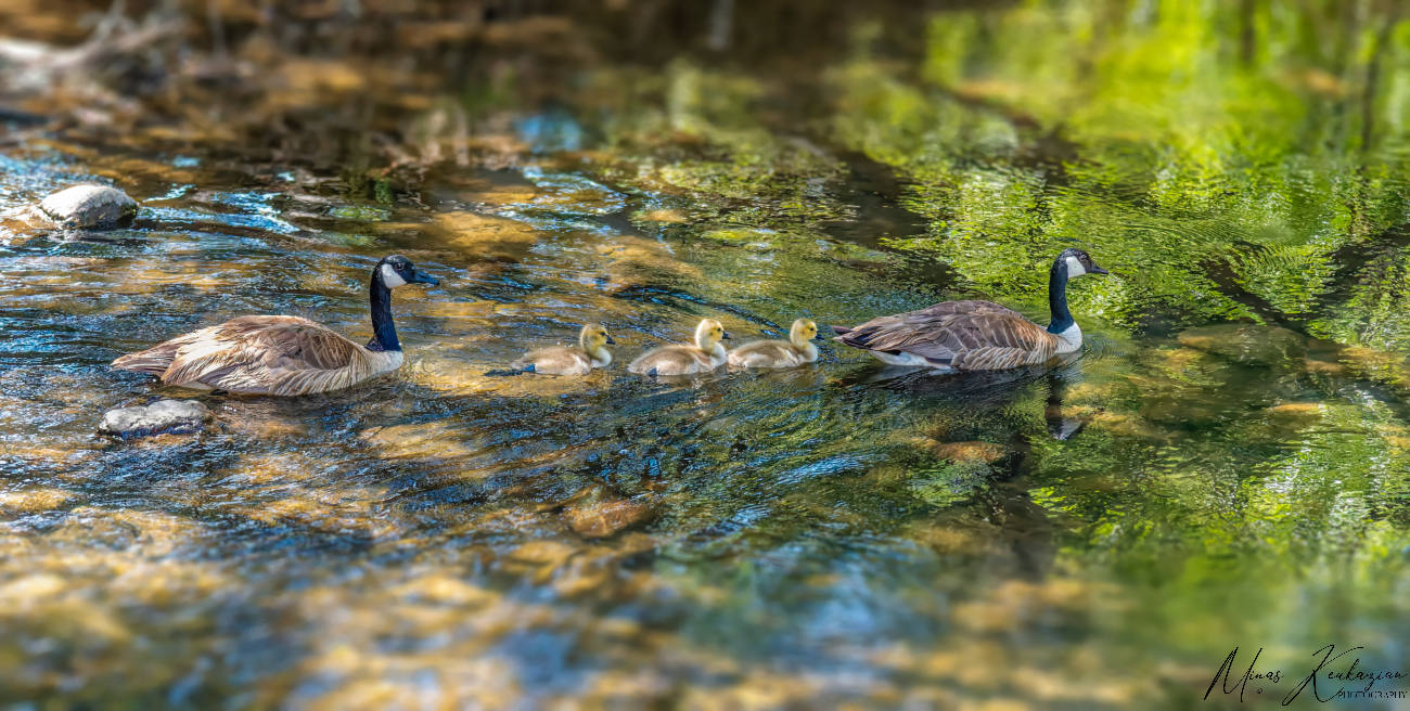 photo "Canadian geese with babies swimming in the stream in Los Gatos CA" tags: nature, wild animals bird fish lake