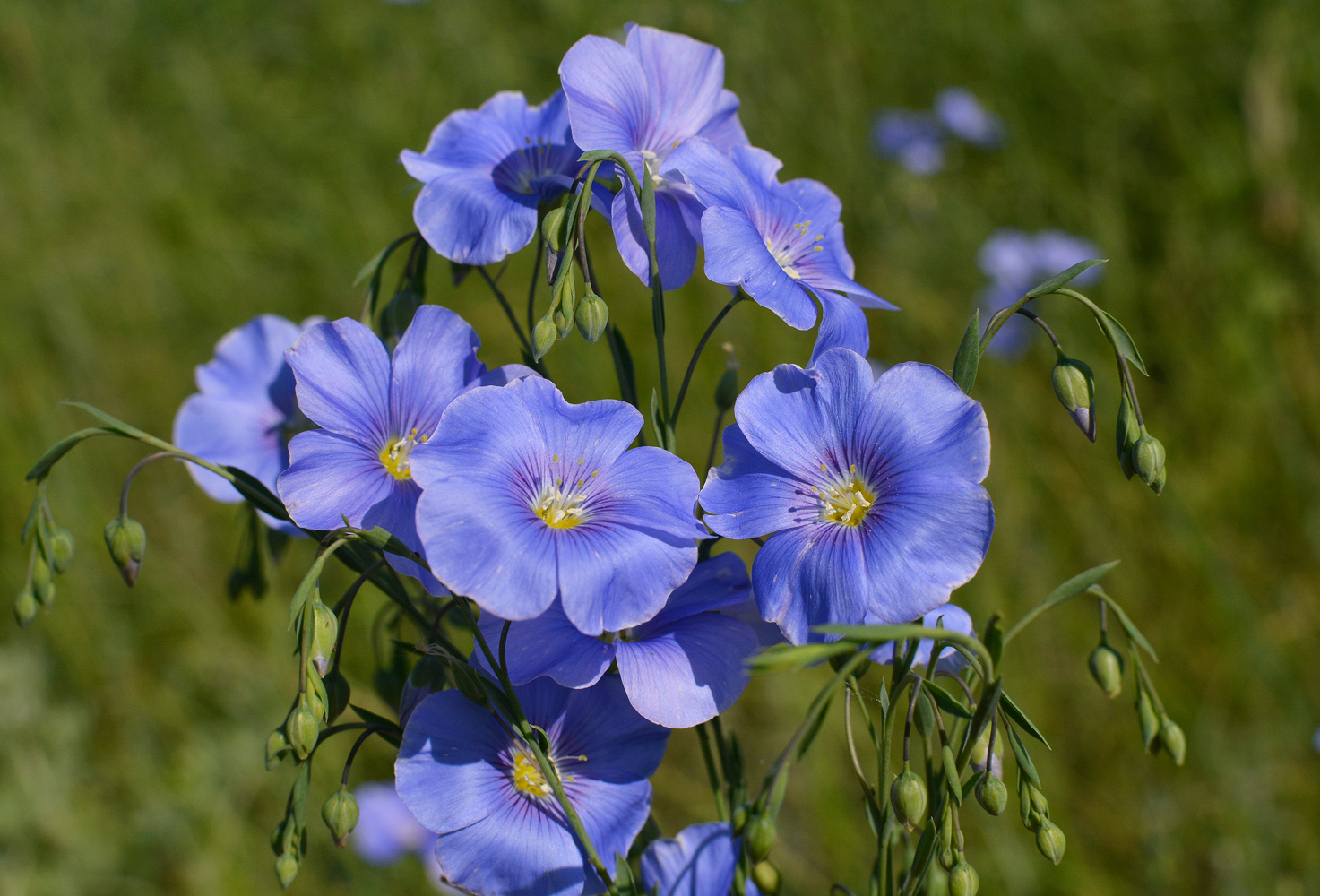 photo "***" tags: nature, flowers, summer, букет