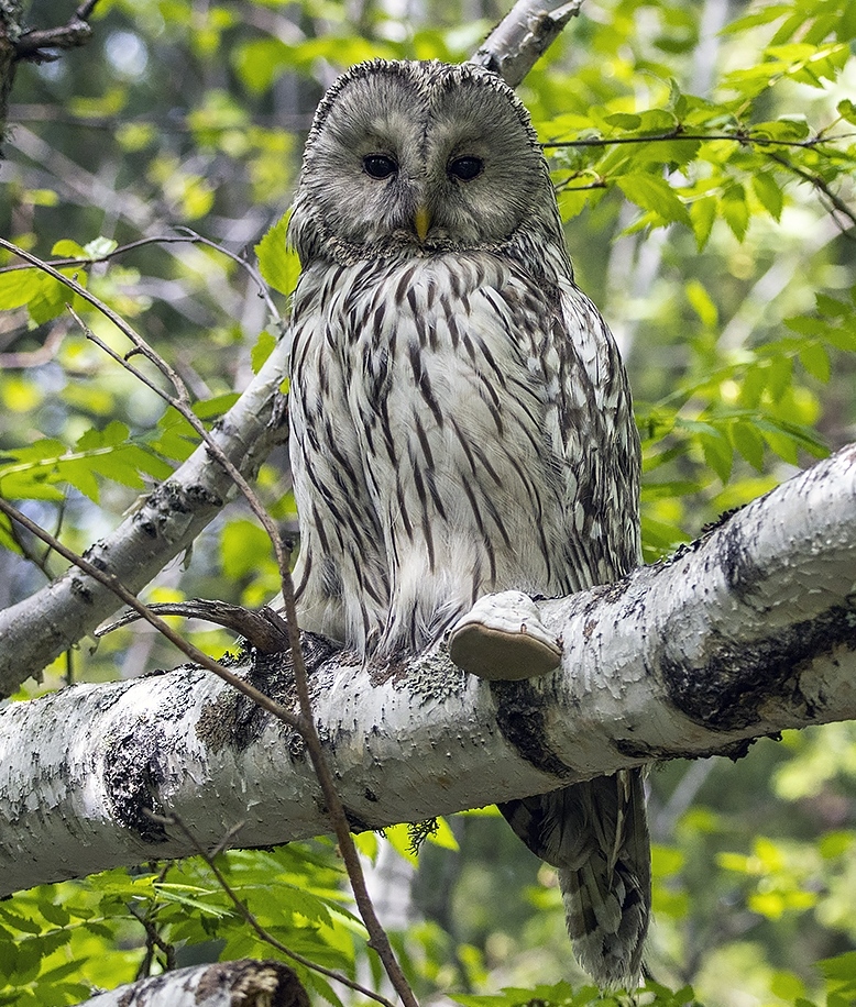 фото "Длиннохвостая неясыть" метки: природа, макро и крупный план, портрет, birds, fauna, photo hunt, дикие животные, длиннохвостая неясыть, лес, лето, птица, сова, тайга, фауна, фотоохота, хищник