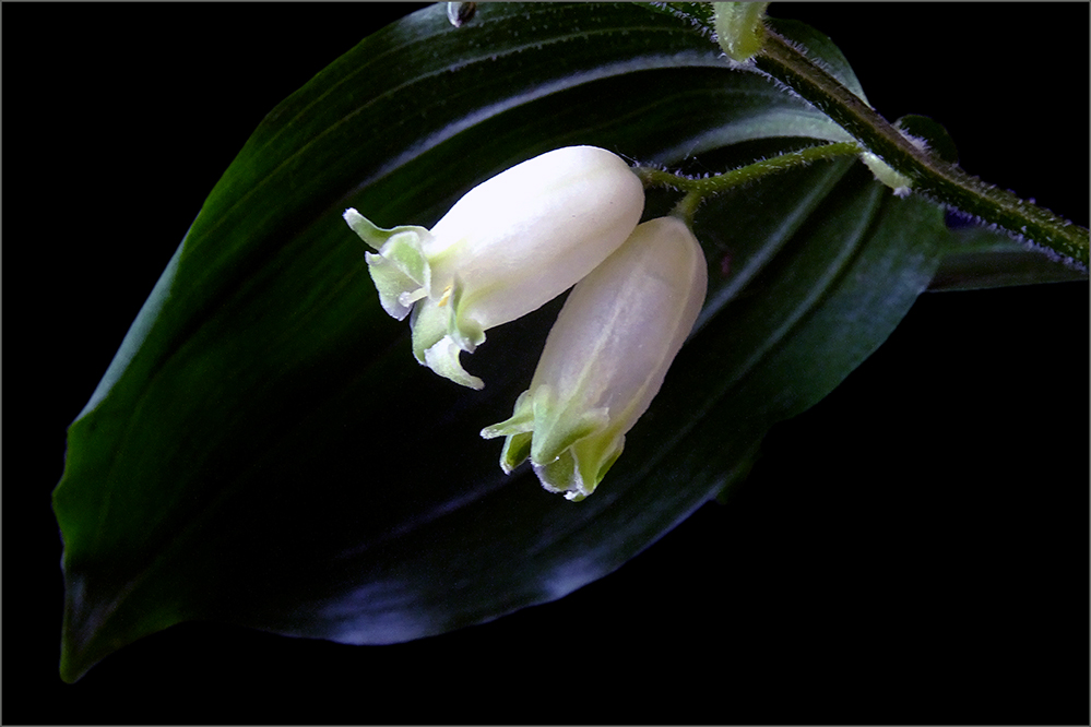 photo "***" tags: still life, macro and close-up, 