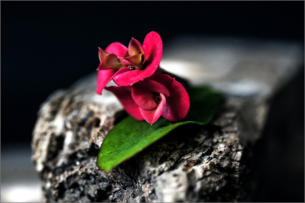 photo "***" tags: still life, macro and close-up, 