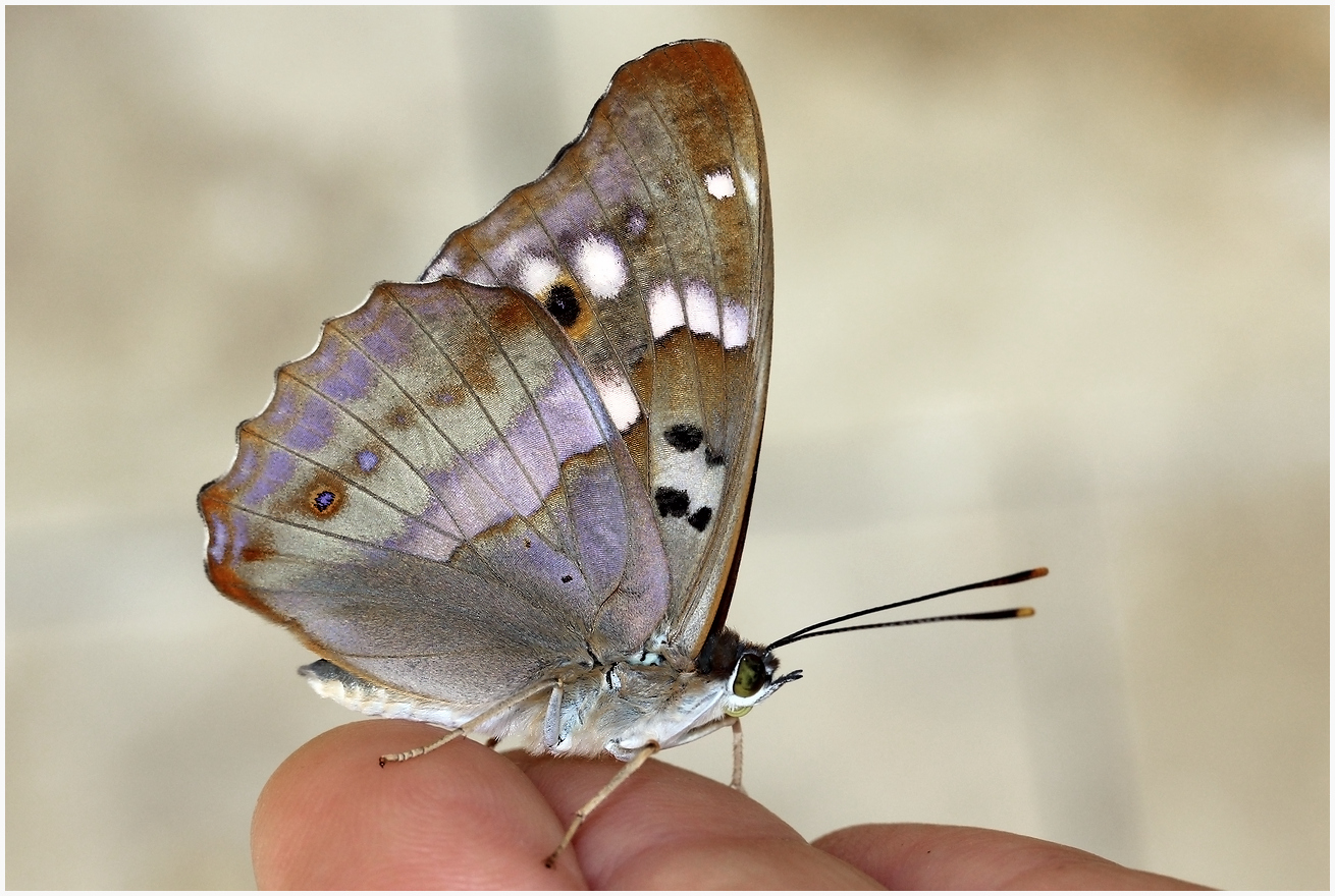 photo "Apatura ilia" tags: nature, macro and close-up, 