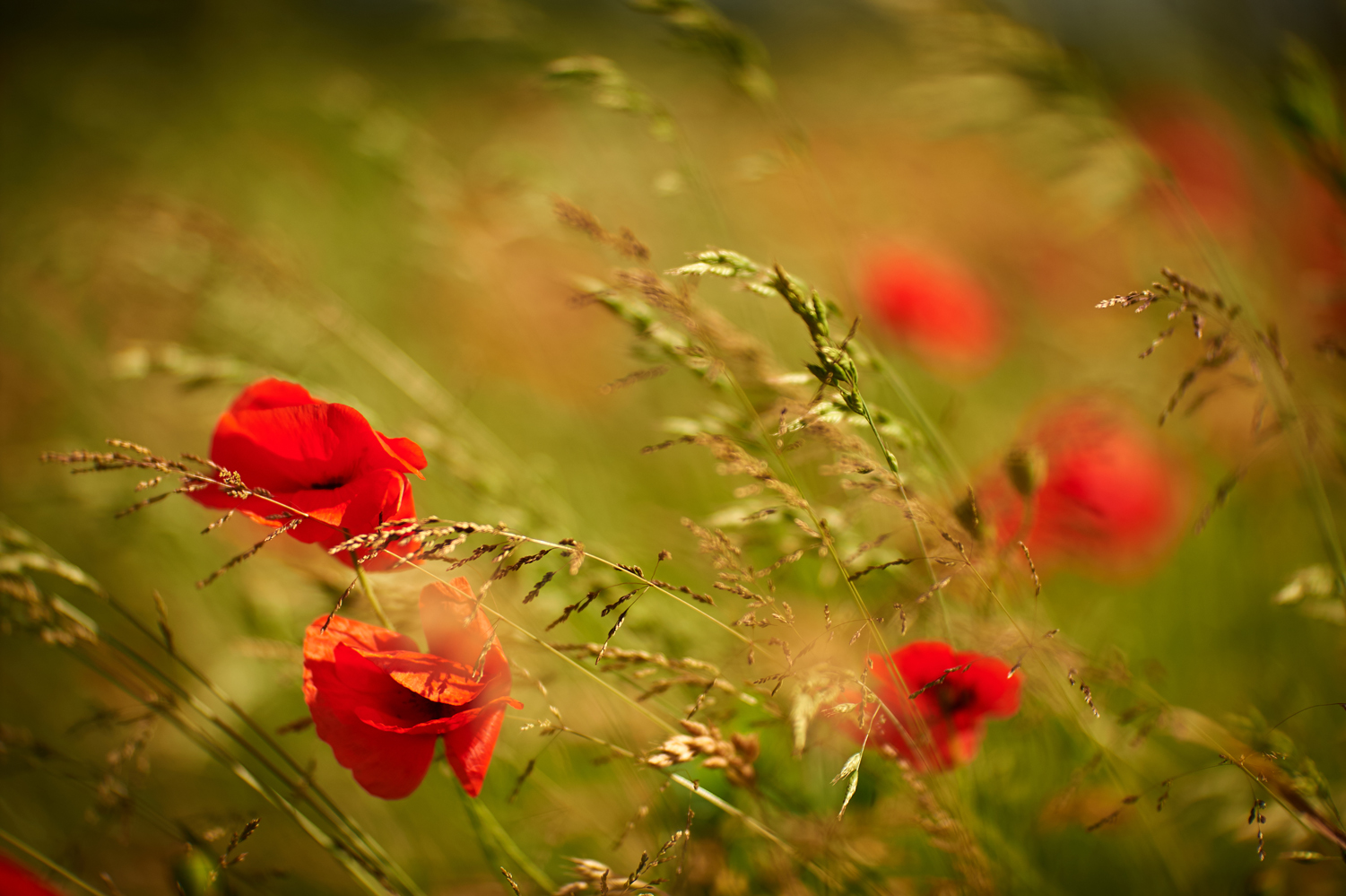 photo "***" tags: macro and close-up, field, flowers, meadow, summer, красные маки, маки, настроение, полесье, раннее утро