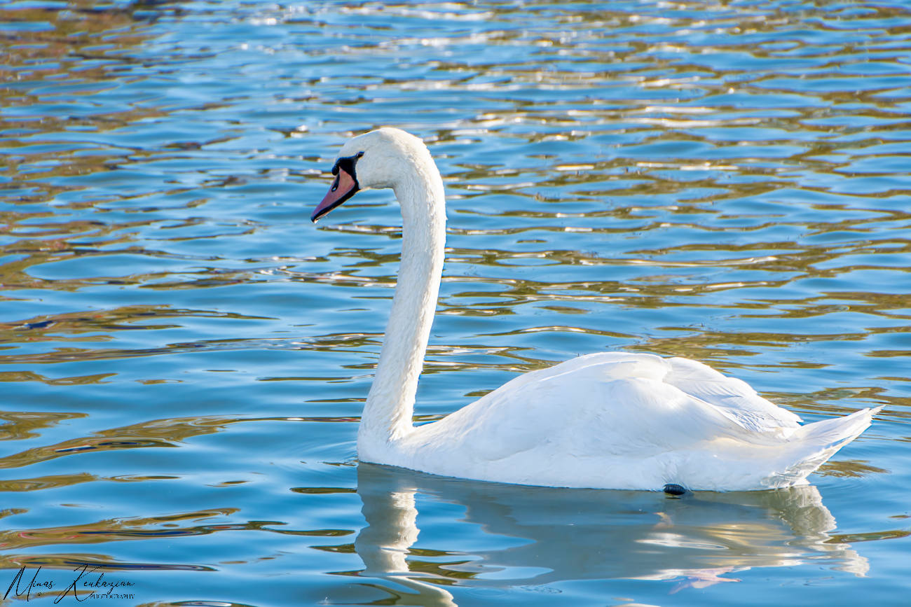 photo "Swan" tags: nature, wild animals bird fish lake