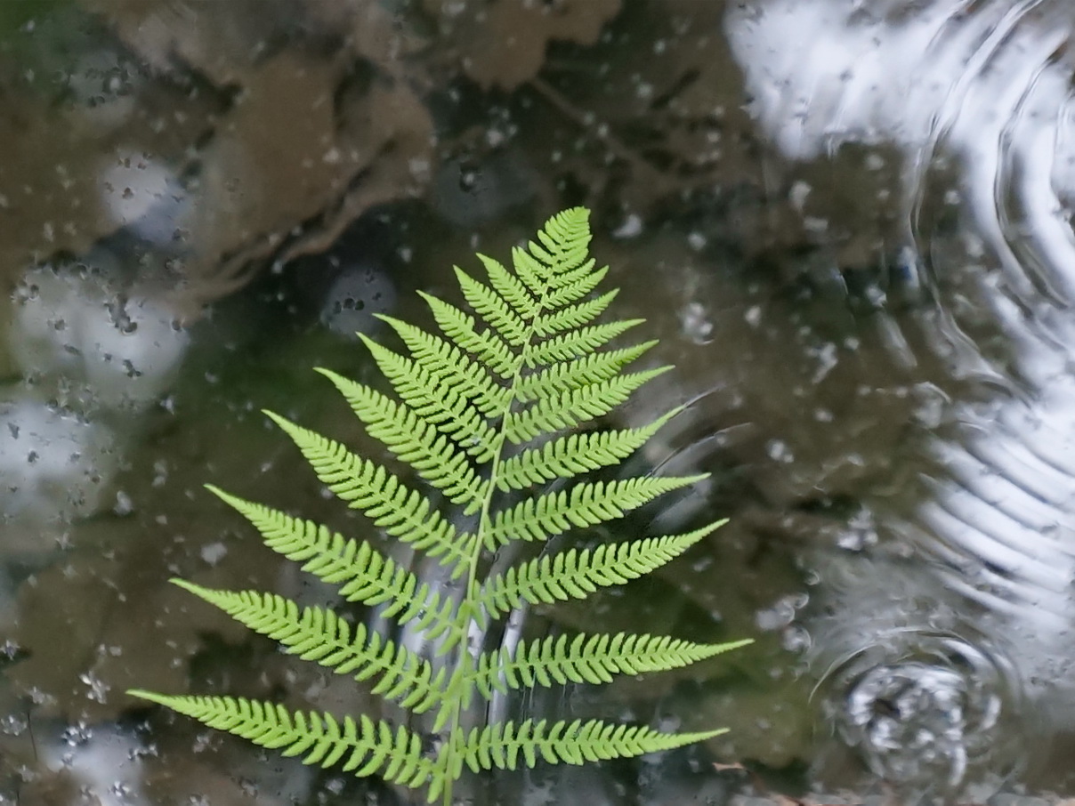 photo "***" tags: nature, 