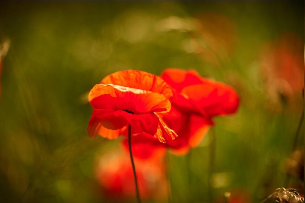 photo "***" tags: nature, landscape, flowers, meadow, morning, summer, красные маки, настроение, раннее утро, цветение