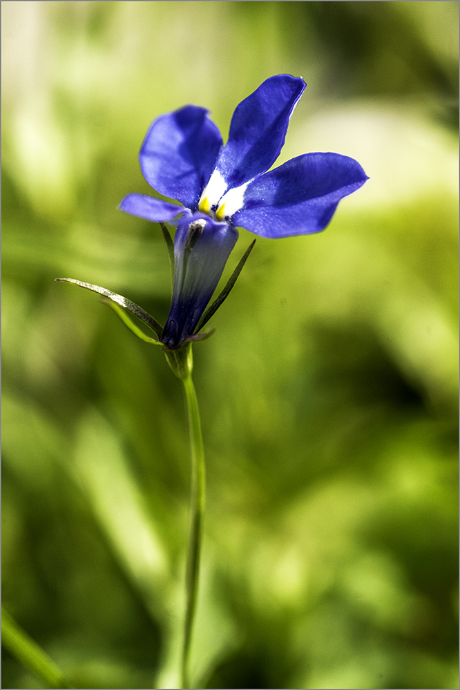 photo "***" tags: still life, nature, 