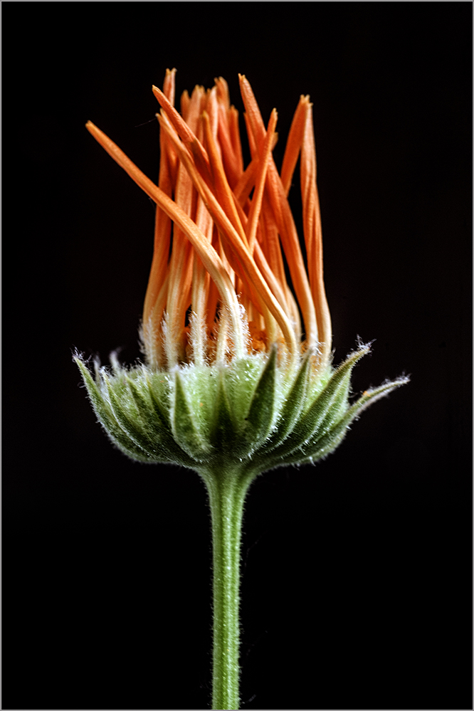 photo "***" tags: macro and close-up, still life, portrait, 