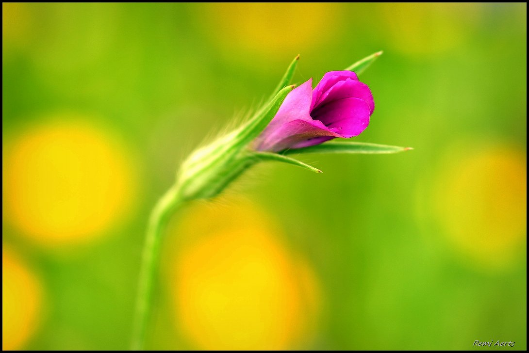 photo "***" tags: macro and close-up, nature, 