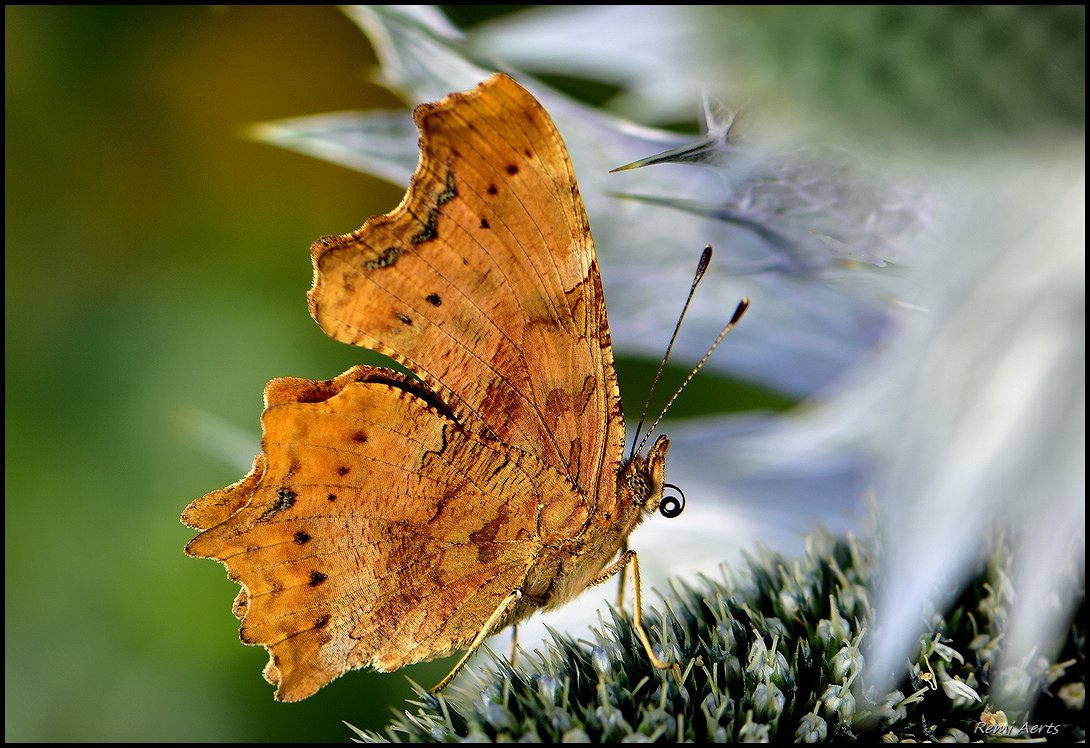 photo "***" tags: macro and close-up, nature, 