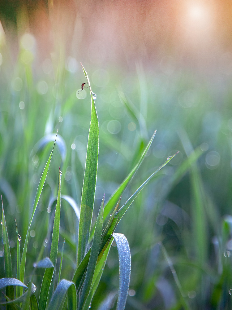 photo "***" tags: macro and close-up, 