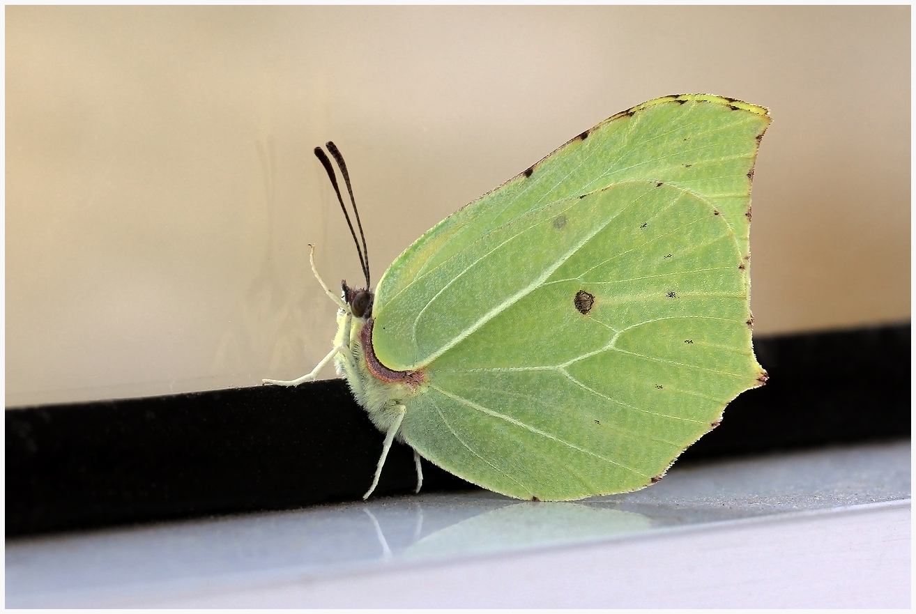 photo "A window into nature" tags: nature, macro and close-up, 