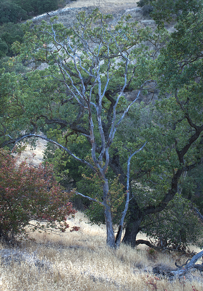 photo "Дерево в синем свете" tags: landscape, tree, синее