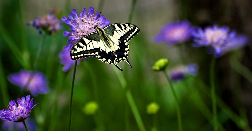 photo "***" tags: macro and close-up, nature, 