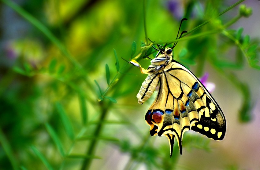 photo "***" tags: nature, macro and close-up, 