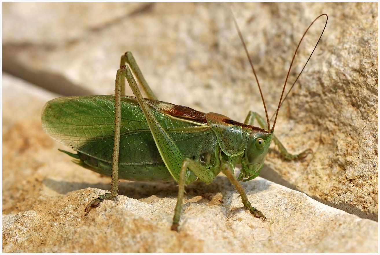 photo "The Green Hunter" tags: nature, macro and close-up, 