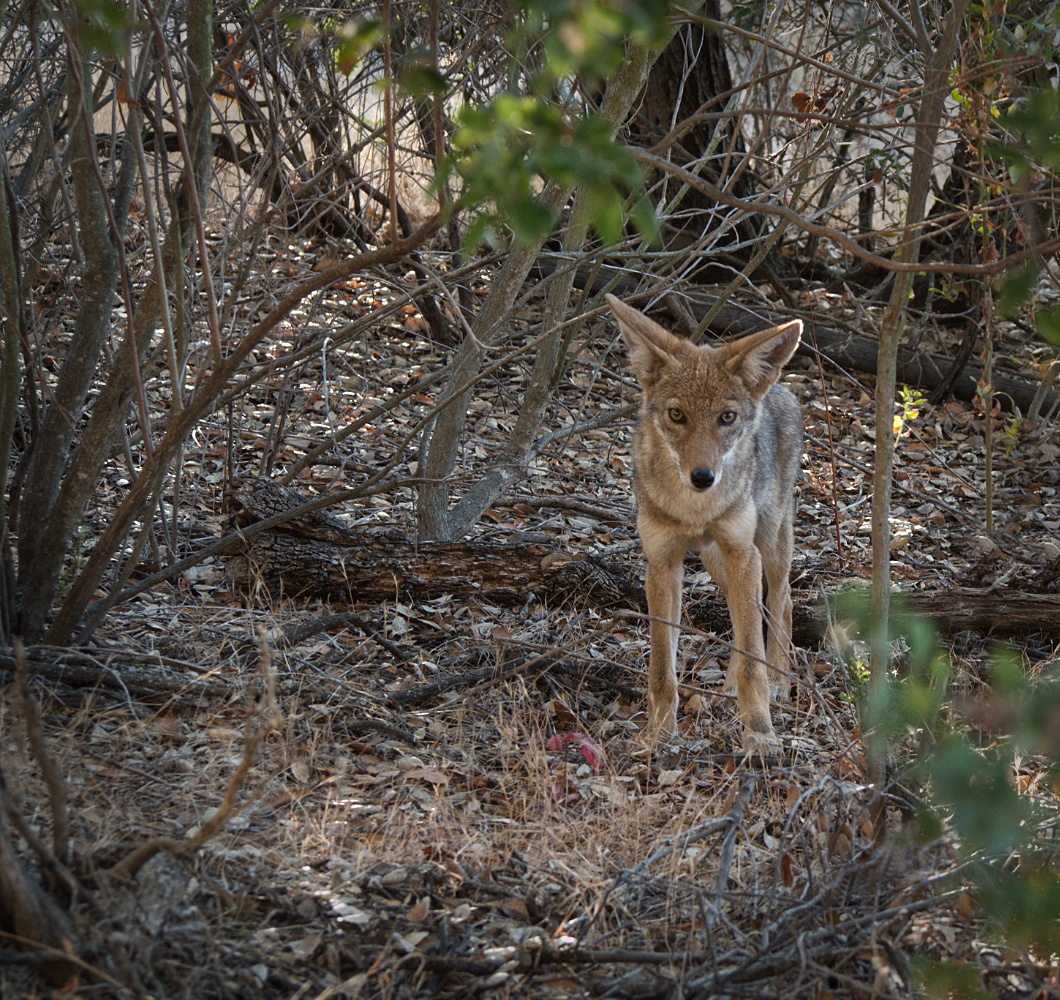 фото "Любопытный Шакал (Coyote)" метки: природа, 