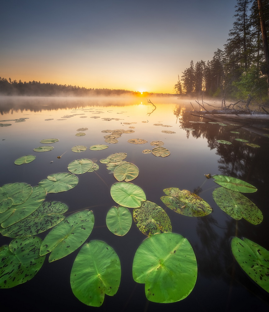 photo "***" tags: landscape, lake, summer, Восход, ленобласть