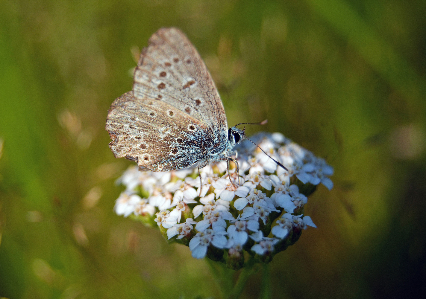 photo "***" tags: macro and close-up, butterfly, morning, summer