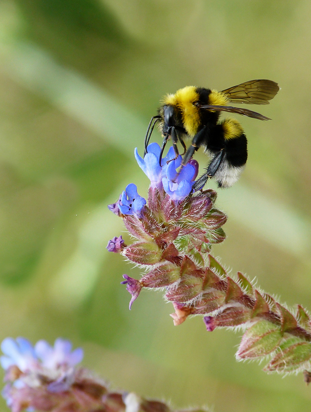 photo "***" tags: macro and close-up, insect