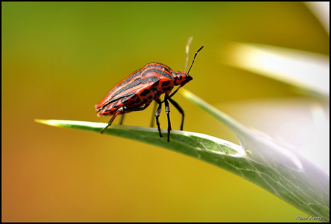 photo "***" tags: nature, macro and close-up, 