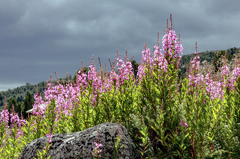 фото "Flowering time" метки: природа, 