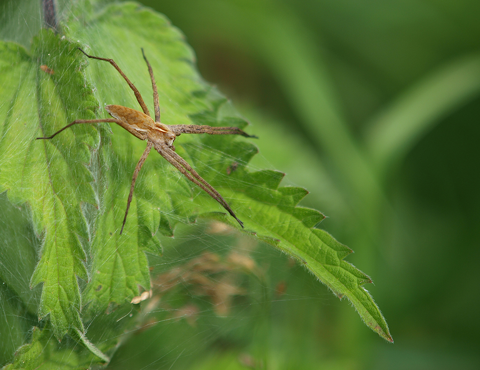 photo "The silent hunter" tags: nature, macro and close-up, 