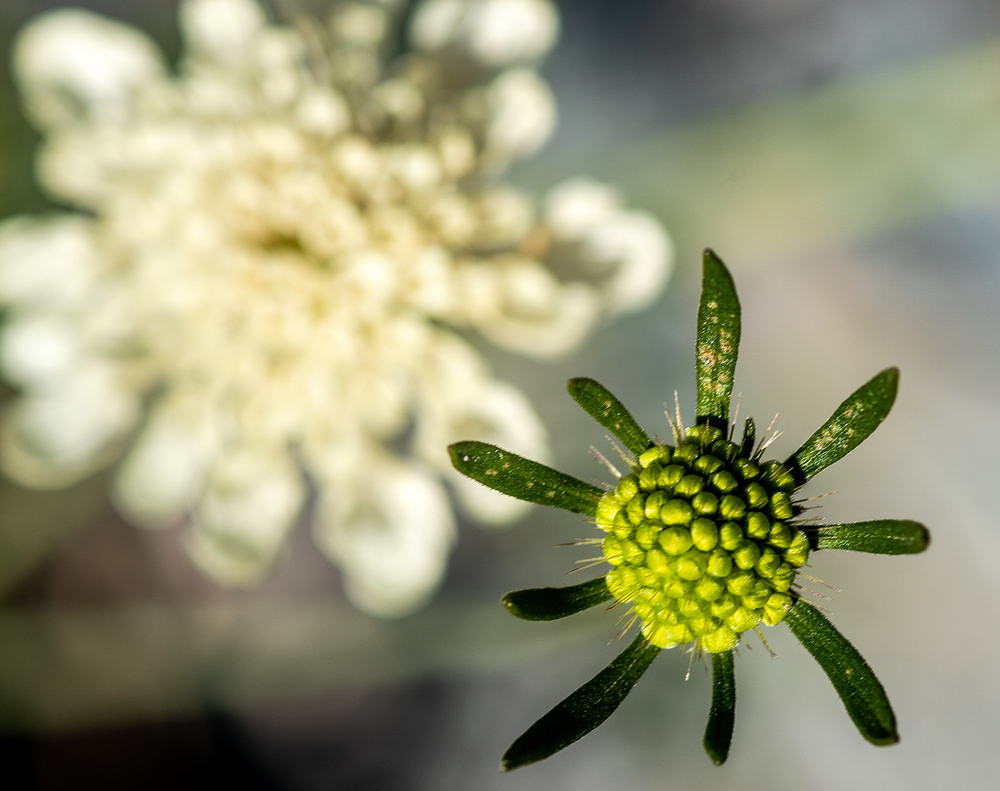 photo "***" tags: nature, macro and close-up, 