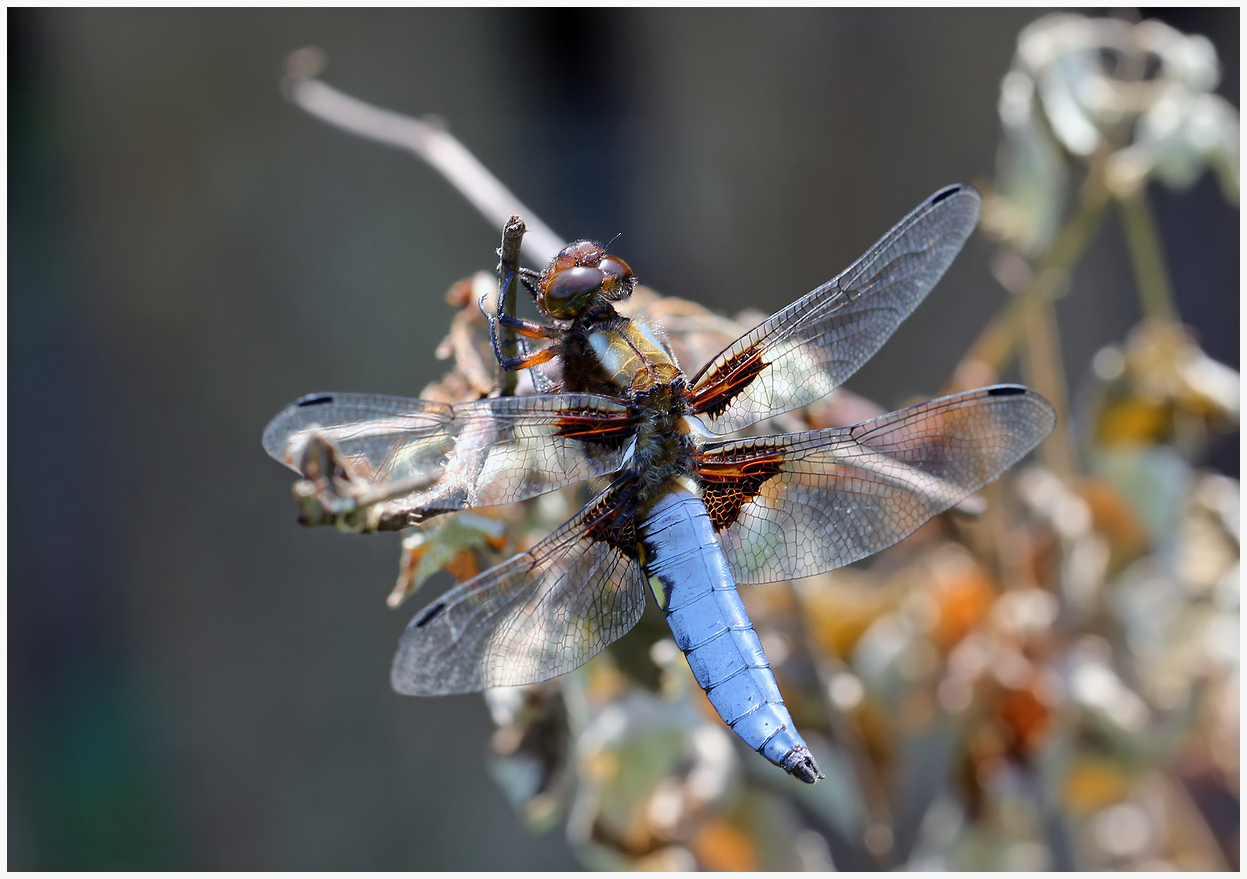 photo "Libellula depressa" tags: nature, macro and close-up, 