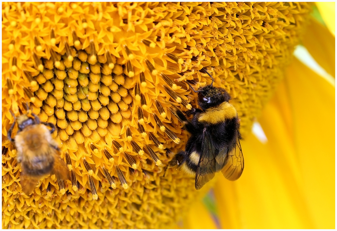 photo "Shaggy workers" tags: nature, macro and close-up, 