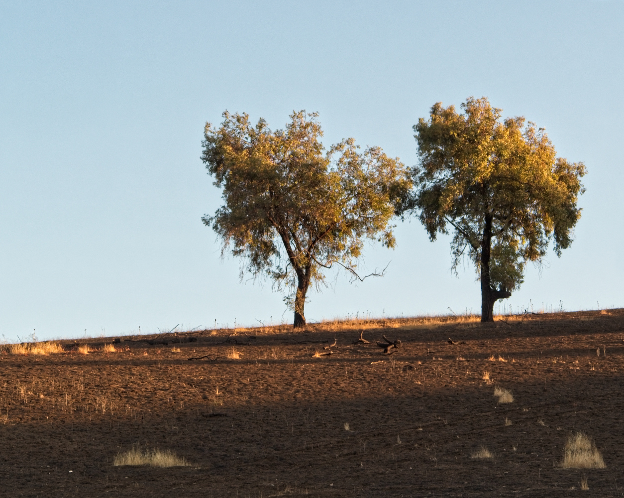 photo "***" tags: landscape, 6 weeks after grass fire