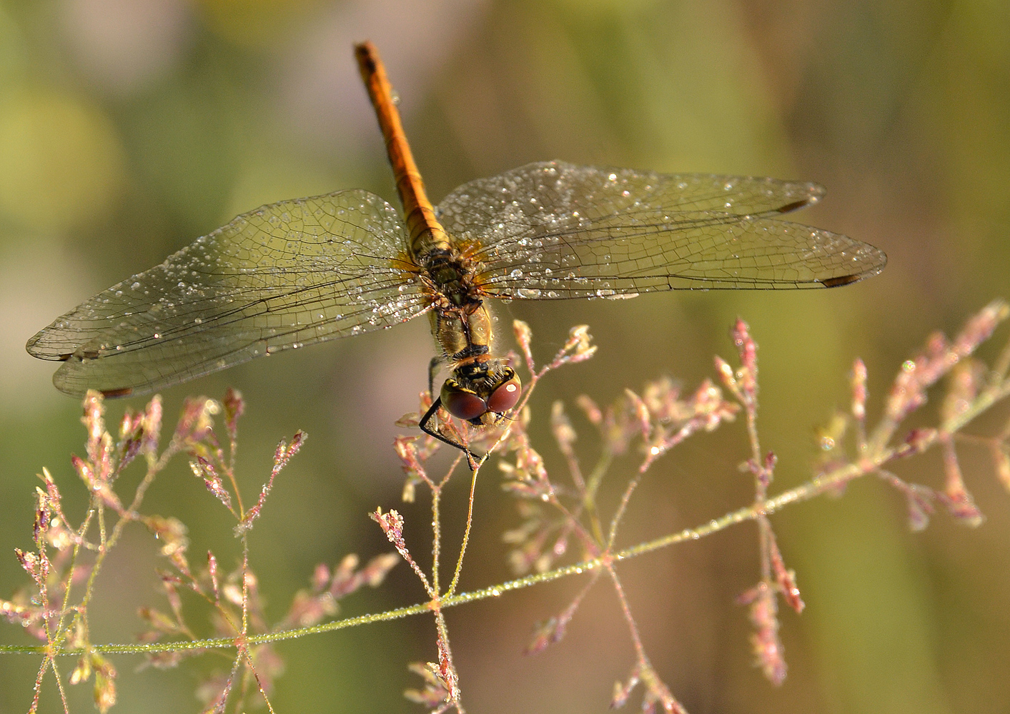 photo "***" tags: macro and close-up, morning, summer, роса, стрекоза