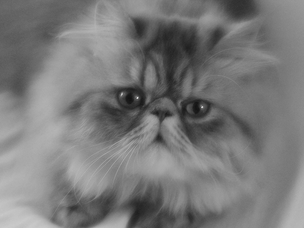 photo "***" tags: black&white, 
