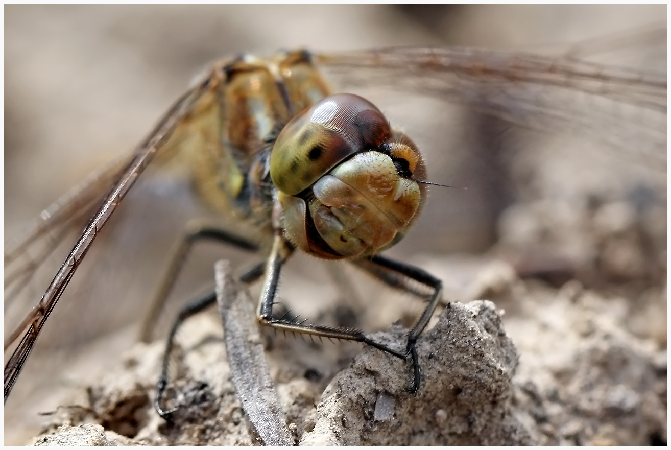 photo "Well, it's very fun!" tags: nature, macro and close-up, 