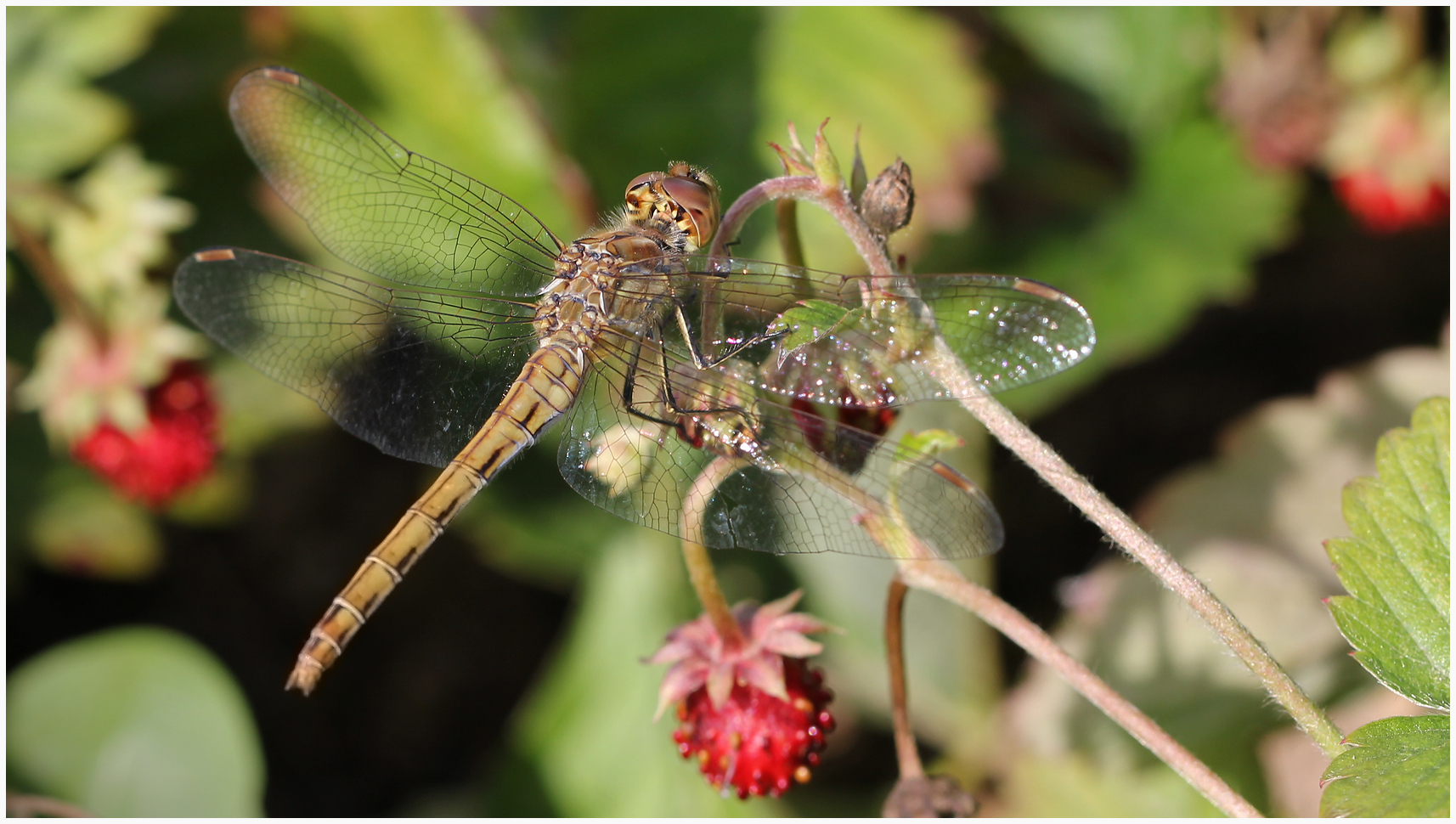 photo "***" tags: nature, macro and close-up, 