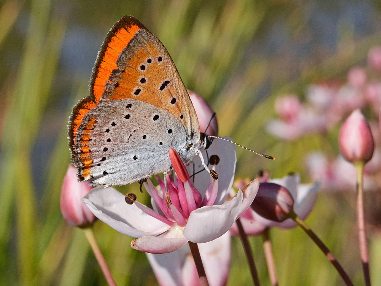 photo "***" tags: macro and close-up, flowers, summer, бабочки