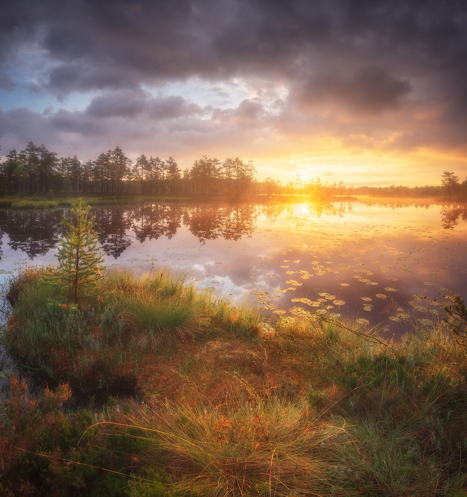 photo "***" tags: landscape, lake, Восход, болото