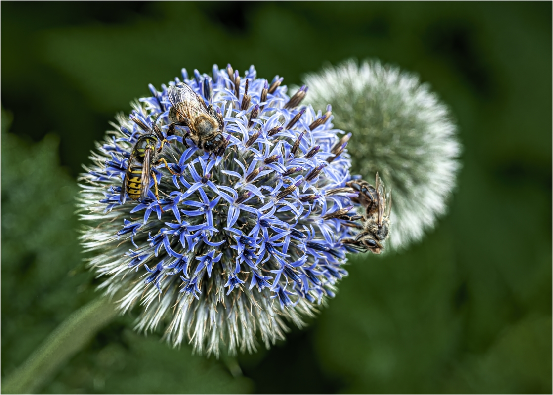 photo "Competition" tags: macro and close-up, 