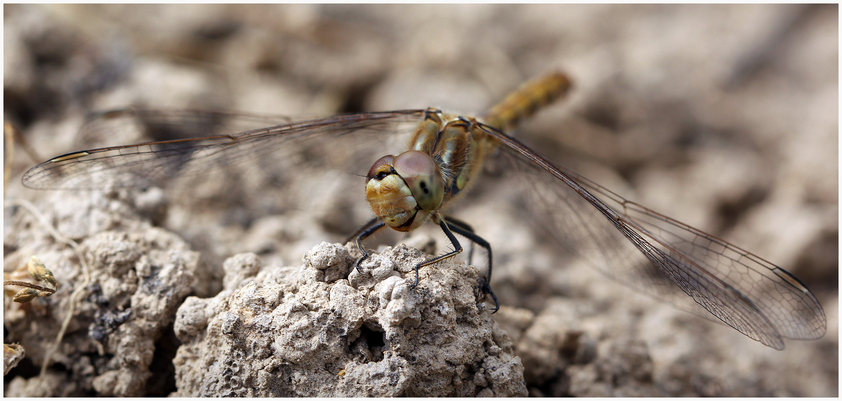 photo "Smile of the Macroptera" tags: nature, macro and close-up, 