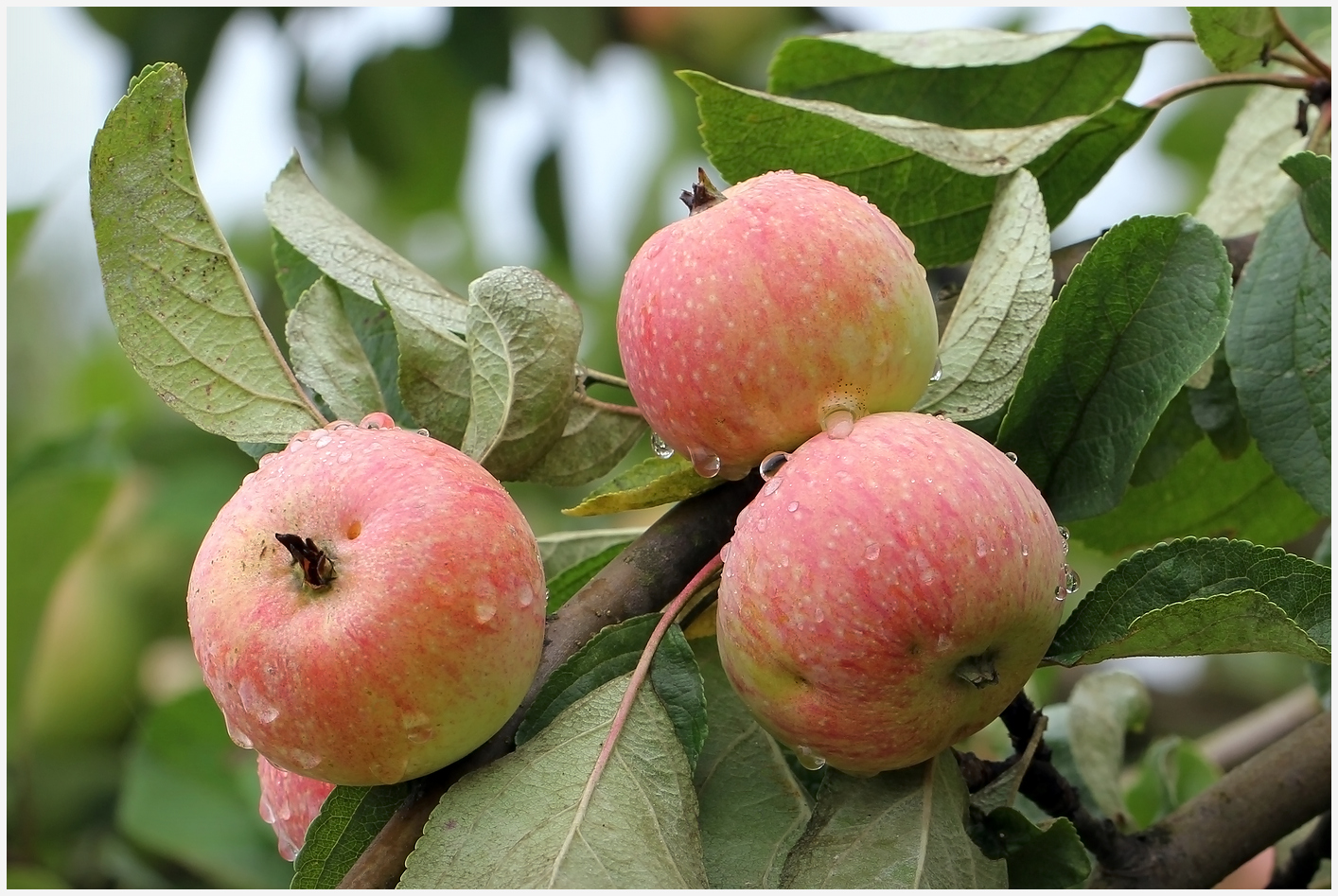 фото "Яблоки в раздоре" метки: природа, макро и крупный план, 