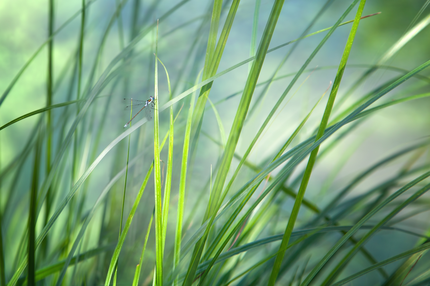 photo "***" tags: nature, 