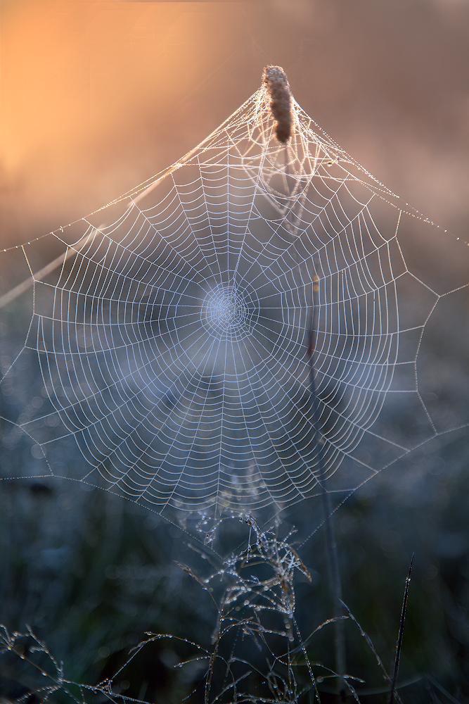 photo "***" tags: macro and close-up, nature, 