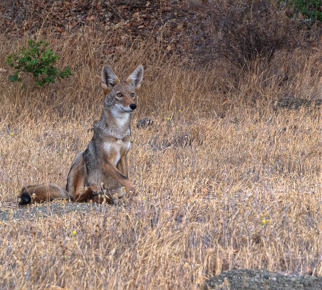 photo "Койот на оленей тропинке" tags: nature, coyote, шакал