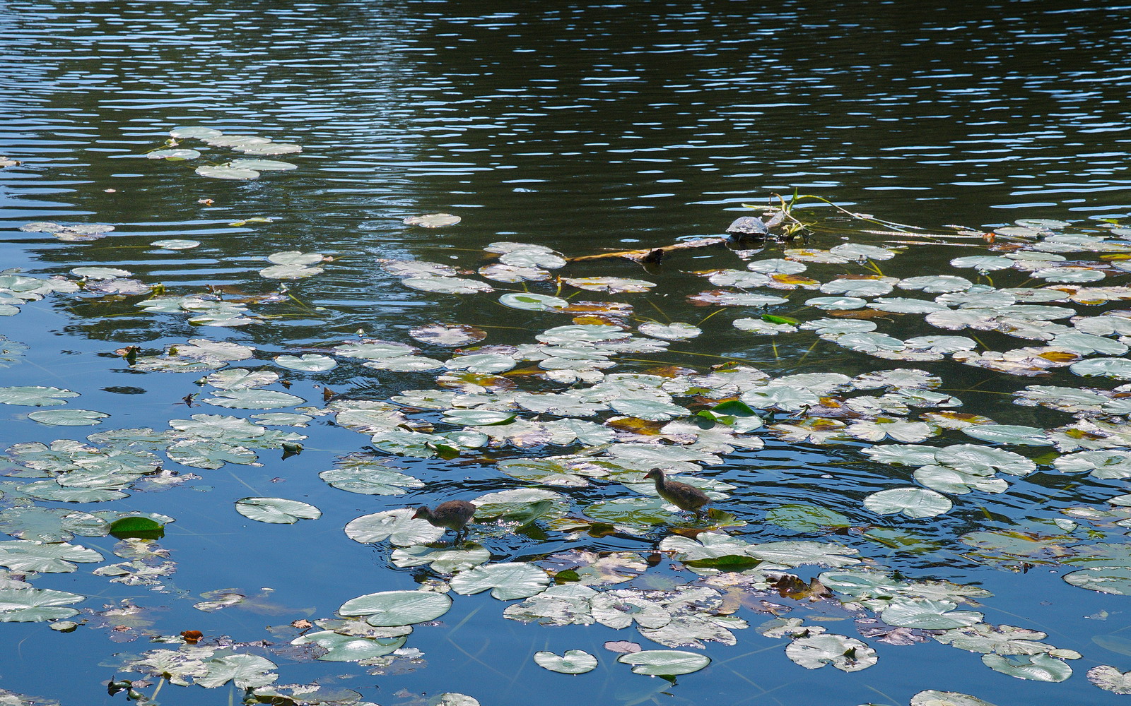 photo "***" tags: landscape, nature, 